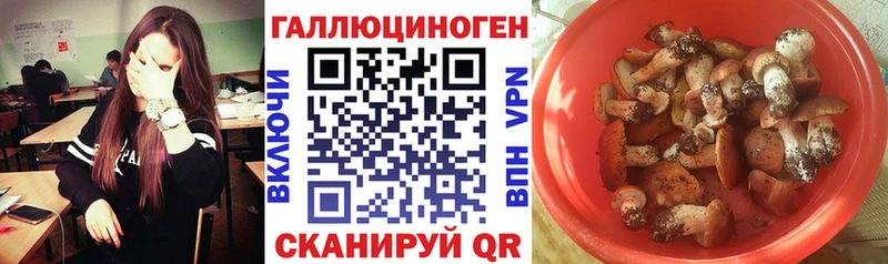 цены   Кизилюрт  Псилоцибиновые грибы GOLDEN TEACHER 